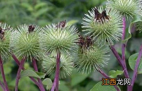 牛蒡的种植技术和产量 牛蒡的种植技术