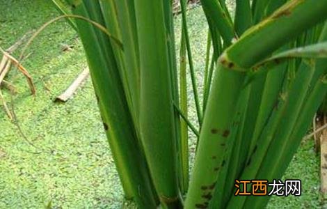 茭白种子价格及种植方法图片 茭白种子价格及种植方法