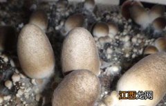 草菇菌种价格及种植方法 草菇菌种价格及种植方法图片