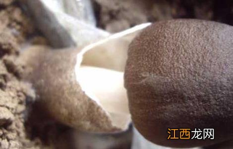 草菇菌种价格及种植方法 草菇菌种价格及种植方法图片