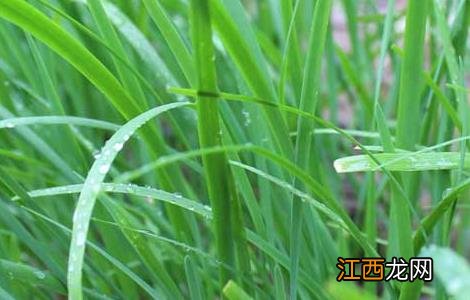 韭菜种子几天发芽 韭菜种子几天发芽出土可以照太阳吗