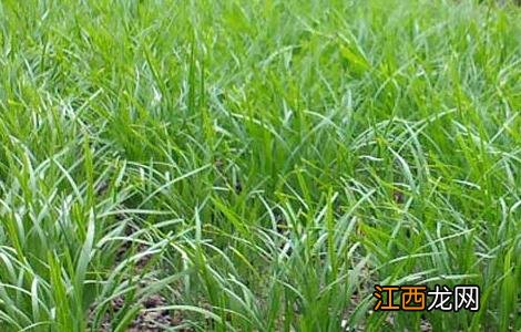 韭菜种子怎么种植方法视频 韭菜种子怎么种植