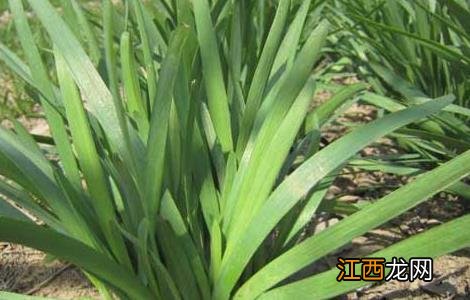 韭菜种子怎么种植方法视频 韭菜种子怎么种植