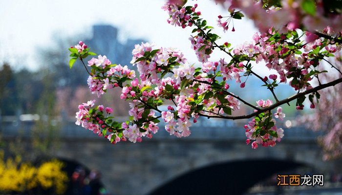 一树梨花压海棠是苏轼写给谁的诗 一树梨花压海棠是苏轼的诗吗