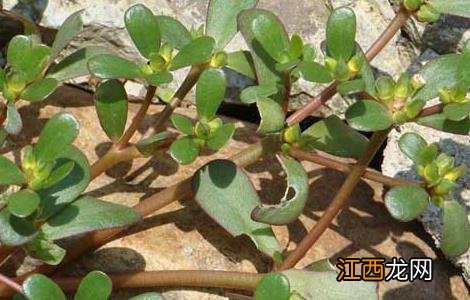 马齿菜种植技术 马齿菜种植技术和管理