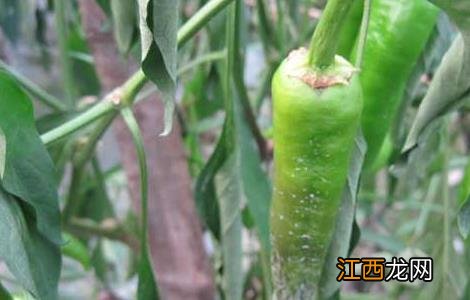 辣椒疫病的防治措施 辣椒早疫病的防治方法