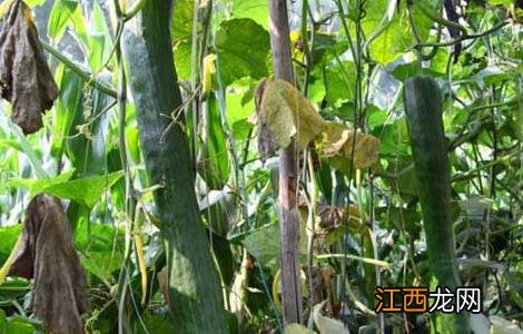 砍瓜种子直接种可以吗 砍瓜种子怎么种