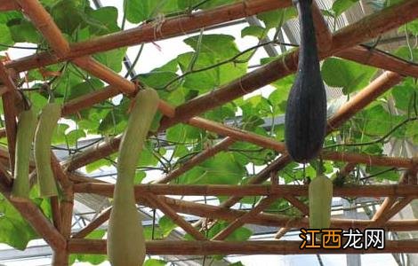 砍瓜种子直接种可以吗 砍瓜种子怎么种