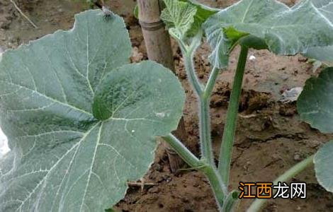 砍瓜种子直接种可以吗 砍瓜种子怎么种