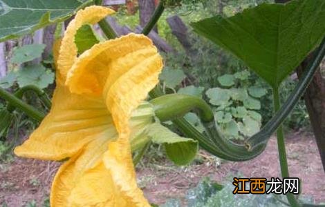砍瓜种子直接种可以吗 砍瓜种子怎么种