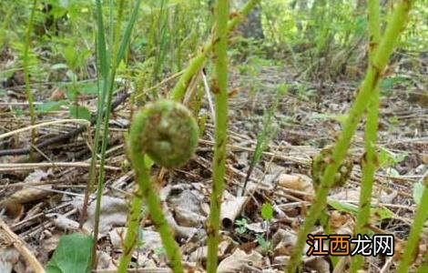 猴腿菜种植技术和管理 猴腿菜种植技术