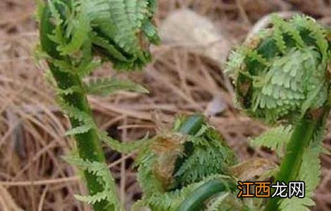 猴腿菜种植技术和管理 猴腿菜种植技术