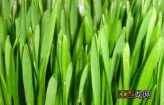 小麦草无土栽培技术 小麦草无土栽培技术要点