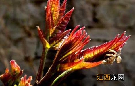 芽苗菜生产设备一套得多少钱 香椿芽苗菜种植技术