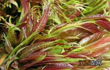 芽苗菜生产设备一套得多少钱 香椿芽苗菜种植技术