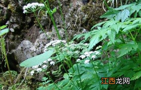 野芹菜是芹菜吗图片 野芹菜是芹菜吗