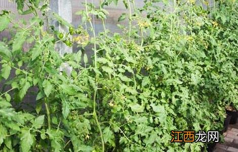 圣女果种植技术 千禧果种植方法全过程