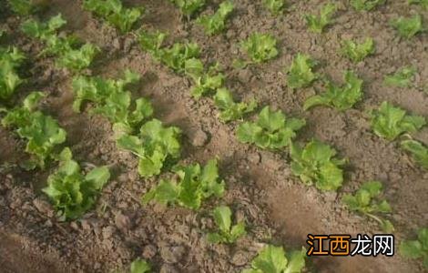 生菜的种植时间 生菜的种植方法和时间