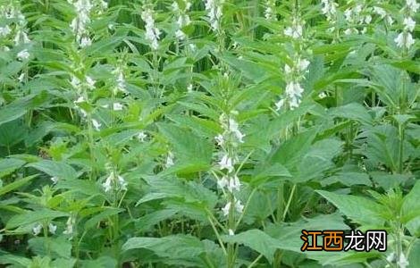 芝麻种植时间 芝麻的种植