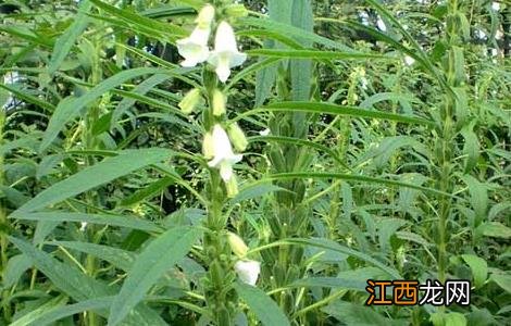 芝麻种植时间 芝麻的种植