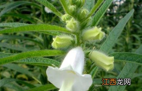 芝麻栽培技术100问 芝麻栽培技术