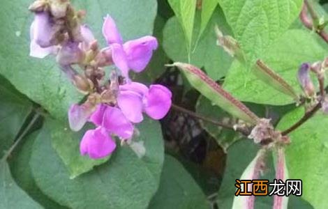 扁豆的种植时间和收获时间 扁豆的种植时间