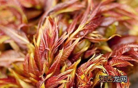 香椿芽的储存方法是什么 香椿芽的储存方法