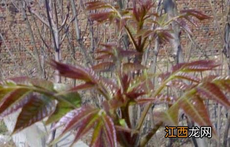 香椿芽的储存方法是什么 香椿芽的储存方法