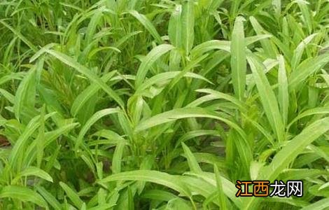 空心菜大棚种植技术 空心菜大棚种植技术视频