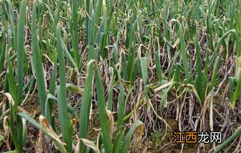 大葱种植技术视频 大葱种植技术视频大全