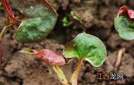 鱼腥草的种植时间和方法 鱼腥草种植方法