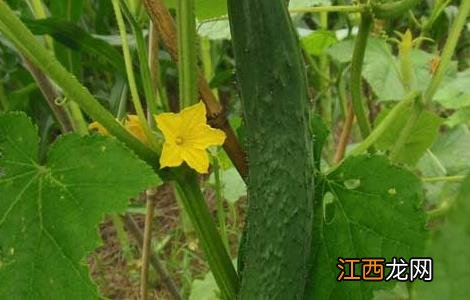 阳台黄瓜种植技术 阳台黄瓜种植技术与管理