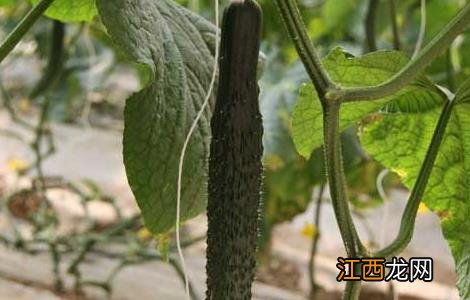 阳台黄瓜种植技术 阳台黄瓜种植技术与管理