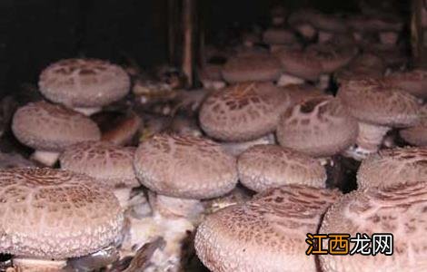 香菇的产地有哪些 香菇的主要产地
