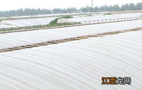 蔬菜大棚的建设技术 蔬菜大棚栽培技术