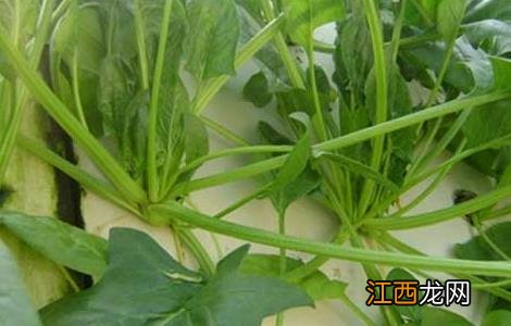 菠菜常见病虫害防治方法 菠菜常见病虫害防治方法图片