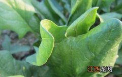 菠菜常见病虫害防治方法 菠菜常见病虫害防治方法图片