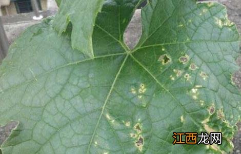 黄瓜炭疽病防治技术 黄瓜炭疽病防治方法