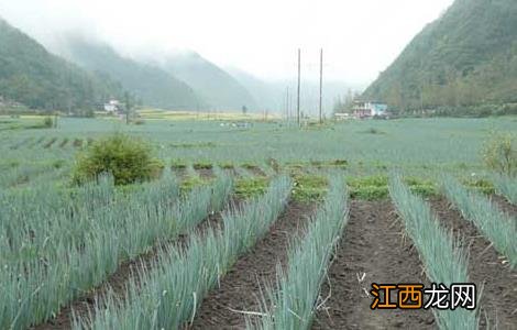 大葱种植技术 香葱种植技术和管理方法