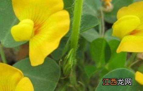 无公害落花生高效栽培技术 无公害落花生高效栽培技术视频