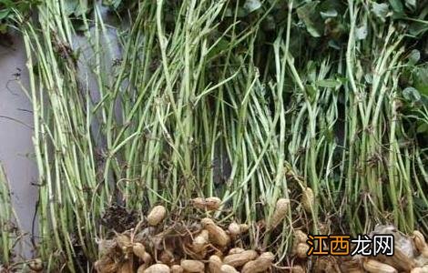 无公害落花生高效栽培技术 无公害落花生高效栽培技术视频