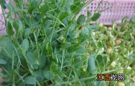 豌豆苗种植技术 豌豆苗种植技术 百度网盘