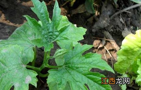 苦瓜的种植时间和方法 苦瓜种植技术