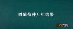 树葡萄种几年结果的 树葡萄种几年结果