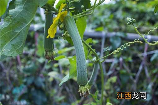 丝瓜什么季节吃最好 丝瓜什么季节吃最好种植