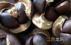 绿茶籽的功效与作用及禁忌症是什么 绿茶籽的功效与作用及禁忌