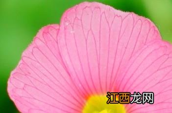 芙蓉花酢浆草 芙蓉花酢浆草有哪些品种