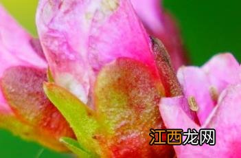 岩白菜素片的功效与作用及禁忌 岩白菜