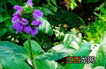 大花夏枯草 夏枯草图片