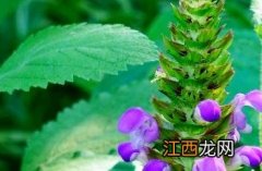 大花夏枯草 夏枯草图片